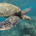 animal, turtle, coral reef-1868046.jpg